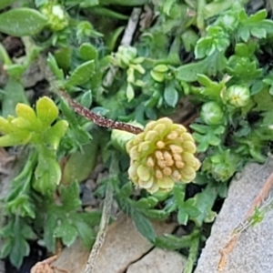 Cotula australis at Mimosa Rocks National Park - 11 Nov 2023