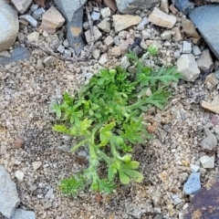 Cotula australis at Mimosa Rocks National Park - 11 Nov 2023