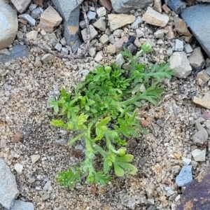 Cotula australis at Mimosa Rocks National Park - 11 Nov 2023 09:23 AM