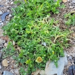 Cotula australis at Mimosa Rocks National Park - 11 Nov 2023 09:23 AM