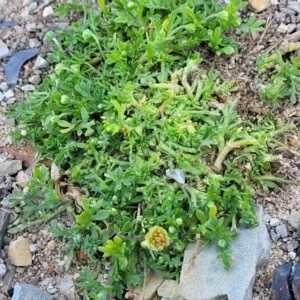 Cotula australis at Mimosa Rocks National Park - 11 Nov 2023 09:23 AM