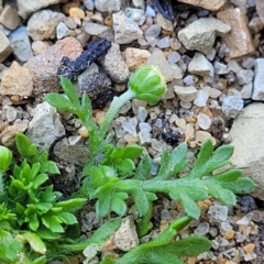 Cotula australis at Mimosa Rocks National Park - 11 Nov 2023 09:23 AM