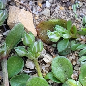 Polycarpon tetraphyllum at Mimosa Rocks National Park - 11 Nov 2023