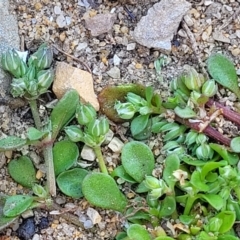 Polycarpon tetraphyllum at Mimosa Rocks National Park - 11 Nov 2023