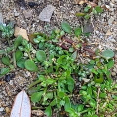 Polycarpon tetraphyllum at Mimosa Rocks National Park - 11 Nov 2023