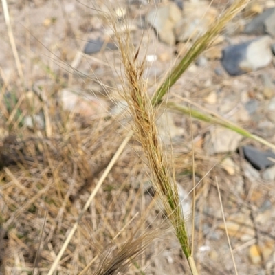 Austrostipa (genus) (A Corkscrew Grass) at Mimosa Rocks National Park - 11 Nov 2023 by trevorpreston
