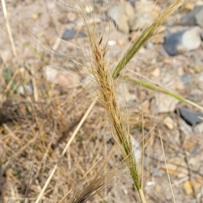 Austrostipa sp. (A Corkscrew Grass) at Mimosa Rocks National Park - 11 Nov 2023 by trevorpreston