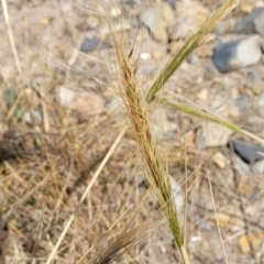 Austrostipa sp. at Wapengo, NSW - 10 Nov 2023 by trevorpreston