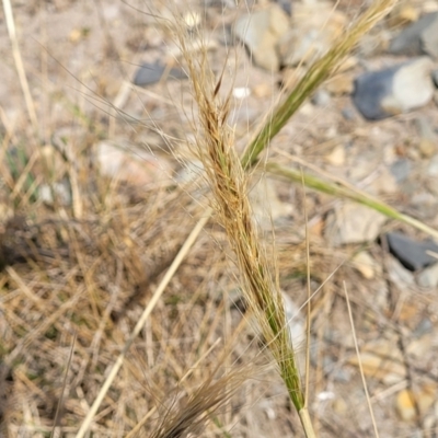 Austrostipa sp. (A Corkscrew Grass) at Wapengo, NSW - 10 Nov 2023 by trevorpreston