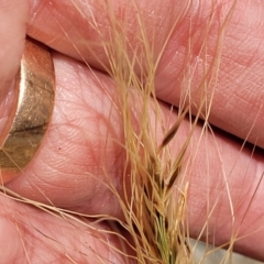 Austrostipa sp. at Mimosa Rocks National Park - 11 Nov 2023 09:22 AM