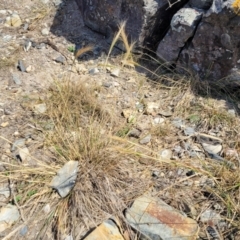 Austrostipa sp. at Mimosa Rocks National Park - 11 Nov 2023 09:22 AM