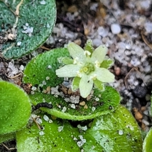 Dichondra repens at Mimosa Rocks National Park - 11 Nov 2023 09:20 AM