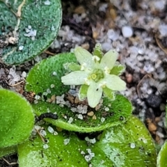 Dichondra repens (Kidney Weed) at Wapengo, NSW - 10 Nov 2023 by trevorpreston