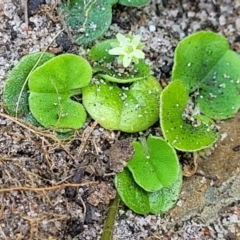 Dichondra repens at Mimosa Rocks National Park - 11 Nov 2023 09:20 AM