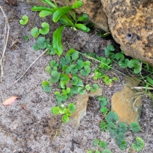 Dichondra repens at Mimosa Rocks National Park - 11 Nov 2023 09:20 AM