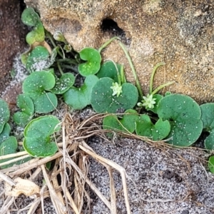 Dichondra repens at Mimosa Rocks National Park - 11 Nov 2023 09:20 AM