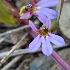 Lobelia anceps (Angled Lobelia) at Wapengo, NSW - 10 Nov 2023 by trevorpreston