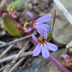 Lobelia anceps at Mimosa Rocks National Park - 11 Nov 2023