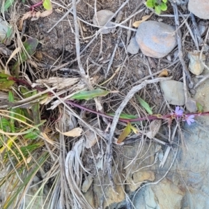 Lobelia anceps at Mimosa Rocks National Park - 11 Nov 2023