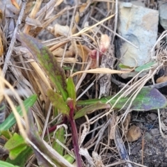 Lobelia anceps at Mimosa Rocks National Park - 11 Nov 2023