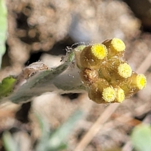 Pseudognaphalium luteoalbum at Mimosa Rocks National Park - 11 Nov 2023