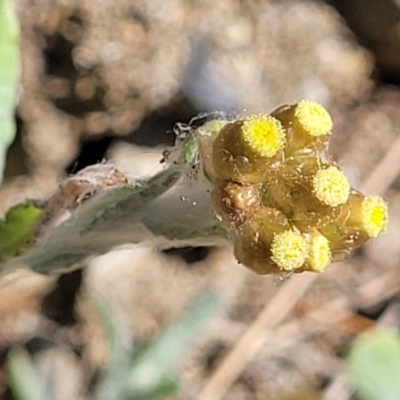 Pseudognaphalium luteoalbum (Jersey Cudweed) at Mimosa Rocks National Park - 11 Nov 2023 by trevorpreston