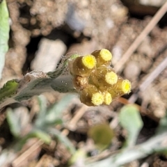 Pseudognaphalium luteoalbum at Mimosa Rocks National Park - 11 Nov 2023 09:18 AM