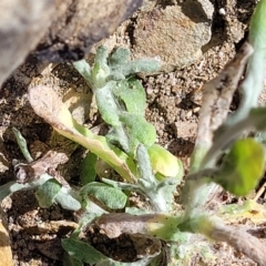 Pseudognaphalium luteoalbum at Mimosa Rocks National Park - 11 Nov 2023