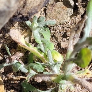 Pseudognaphalium luteoalbum at Mimosa Rocks National Park - 11 Nov 2023 09:18 AM