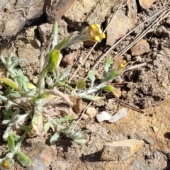 Pseudognaphalium luteoalbum at Mimosa Rocks National Park - 11 Nov 2023 09:18 AM