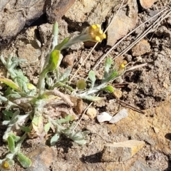 Pseudognaphalium luteoalbum at Mimosa Rocks National Park - 11 Nov 2023