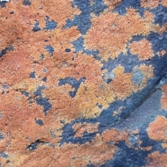 Unverified Lichen at Wapengo, NSW - 11 Nov 2023 by trevorpreston