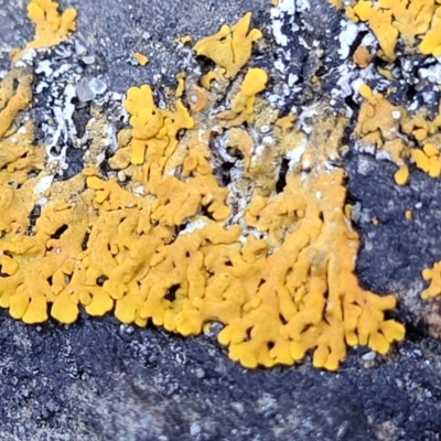 Unidentified Lichen at Wapengo, NSW - 10 Nov 2023 by trevorpreston