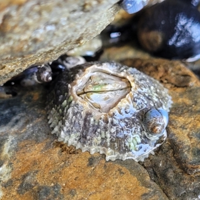 Tetraclitella purpurascens (Purple Four-plated Barnacle) at Wapengo, NSW - 11 Nov 2023 by trevorpreston