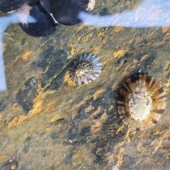 Cellana tramoserica (Commom Limpet) at Mimosa Rocks National Park - 11 Nov 2023 by trevorpreston