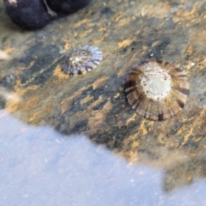 Cellana tramoserica at Mimosa Rocks National Park - 11 Nov 2023 09:13 AM