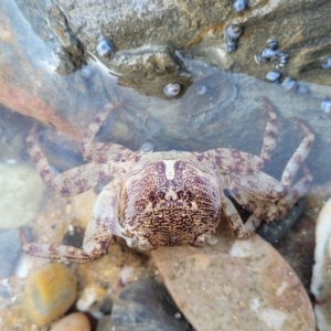 Leptograpsus variegatus at Mimosa Rocks National Park - 11 Nov 2023 09:11 AM