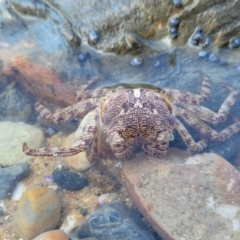 Leptograpsus variegatus at Mimosa Rocks National Park - 11 Nov 2023 09:11 AM