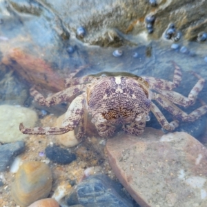 Leptograpsus variegatus at Mimosa Rocks National Park - 11 Nov 2023 09:11 AM