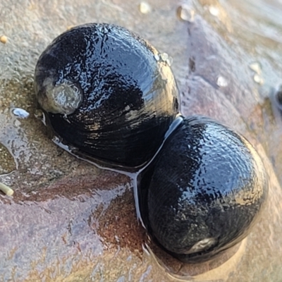 Nerita melanotragus (Black Nerite) at Wapengo, NSW - 10 Nov 2023 by trevorpreston