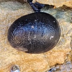 Nerita melanotragus at Mimosa Rocks National Park - 11 Nov 2023 09:06 AM