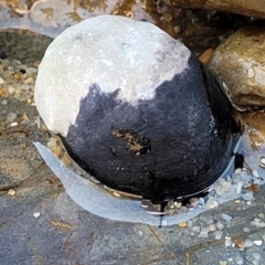 Nerita melanotragus at Mimosa Rocks National Park - 11 Nov 2023