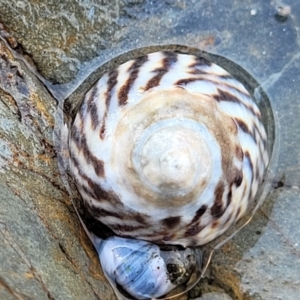 Bembicium nanum at Mimosa Rocks National Park - 11 Nov 2023 09:05 AM