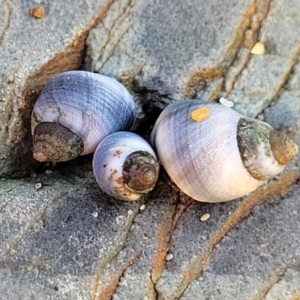 Austrolittorina unifasciata at Mimosa Rocks National Park - 11 Nov 2023 09:05 AM