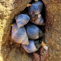 Austrolittorina unifasciata at Mimosa Rocks National Park - 11 Nov 2023