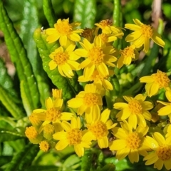 Senecio linearifolius at Wapengo, NSW - 10 Nov 2023 by trevorpreston