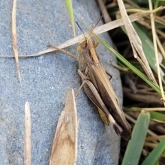 Caledia captiva (grasshopper) at Mimosa Rocks National Park - 10 Nov 2023 by trevorpreston