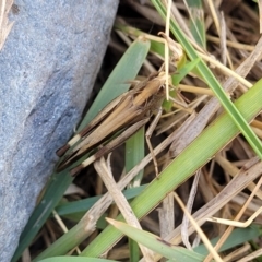 Caledia captiva at Mimosa Rocks National Park - 11 Nov 2023