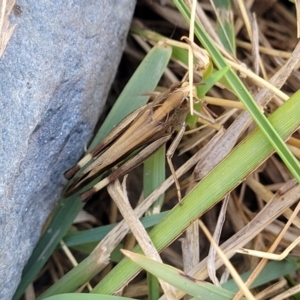 Caledia captiva at Mimosa Rocks National Park - 11 Nov 2023