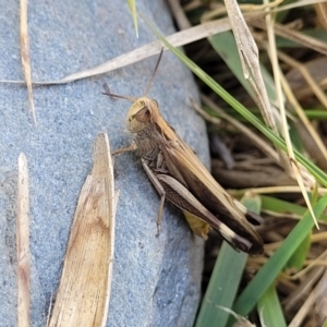 Caledia captiva at Mimosa Rocks National Park - 11 Nov 2023